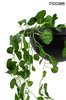 Lampa ścienna ścienna PLANT WALL czarna